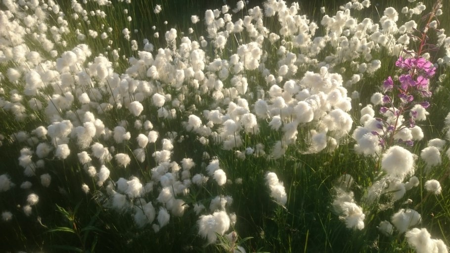 Пушица Болотная