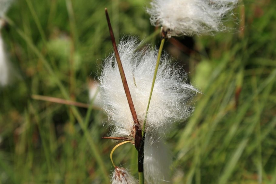 Пушица влагалищная