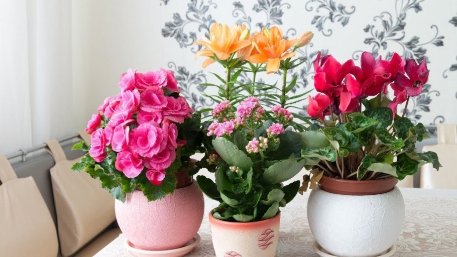 Цветы в горшках цветущие
