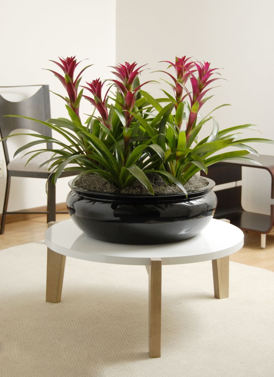 Гузмания Хоуп Lechuza