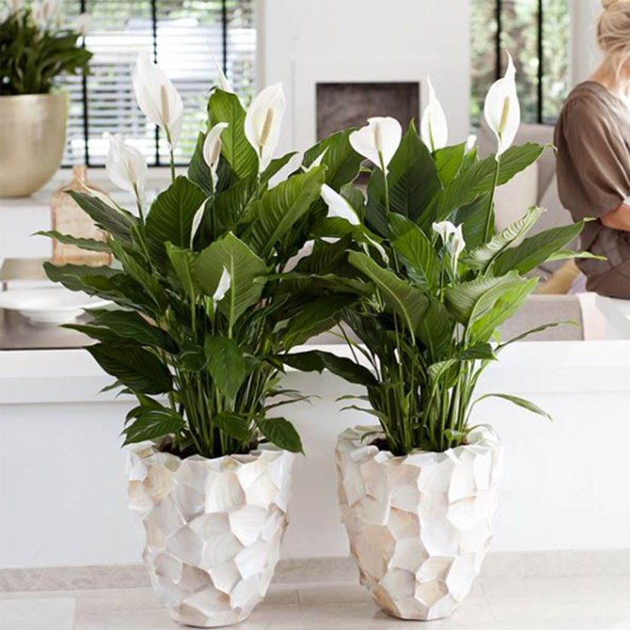 Спатифиллум Альба