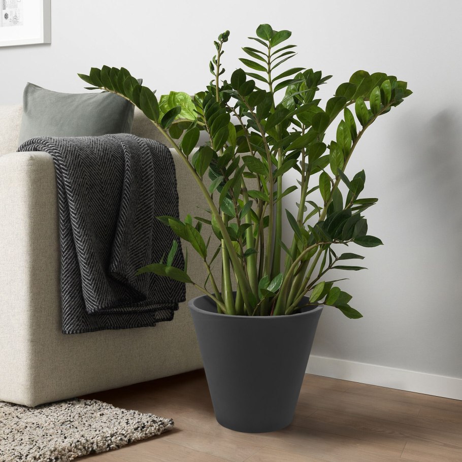 Persillade Персилладе