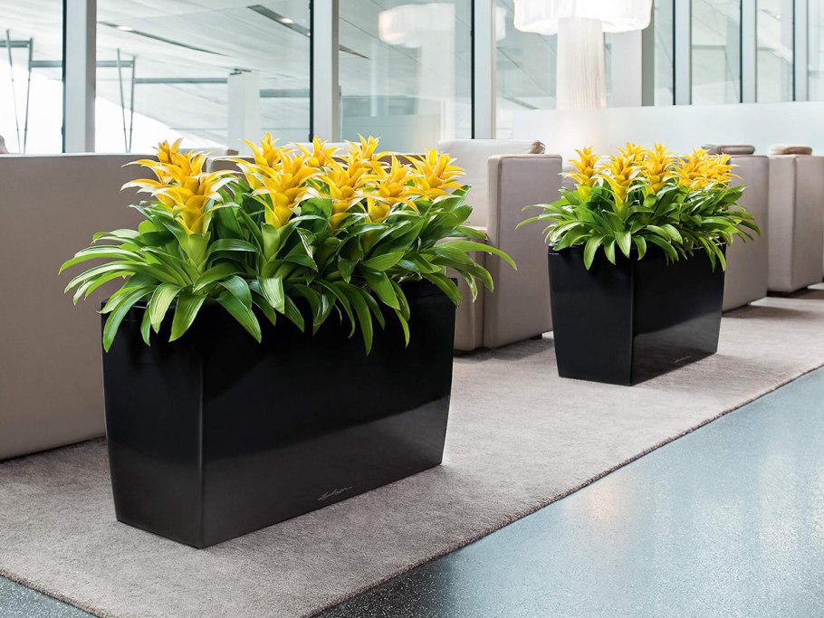 Гузмания + Lechuza