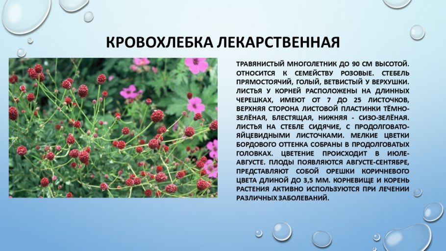 Лечебные растения