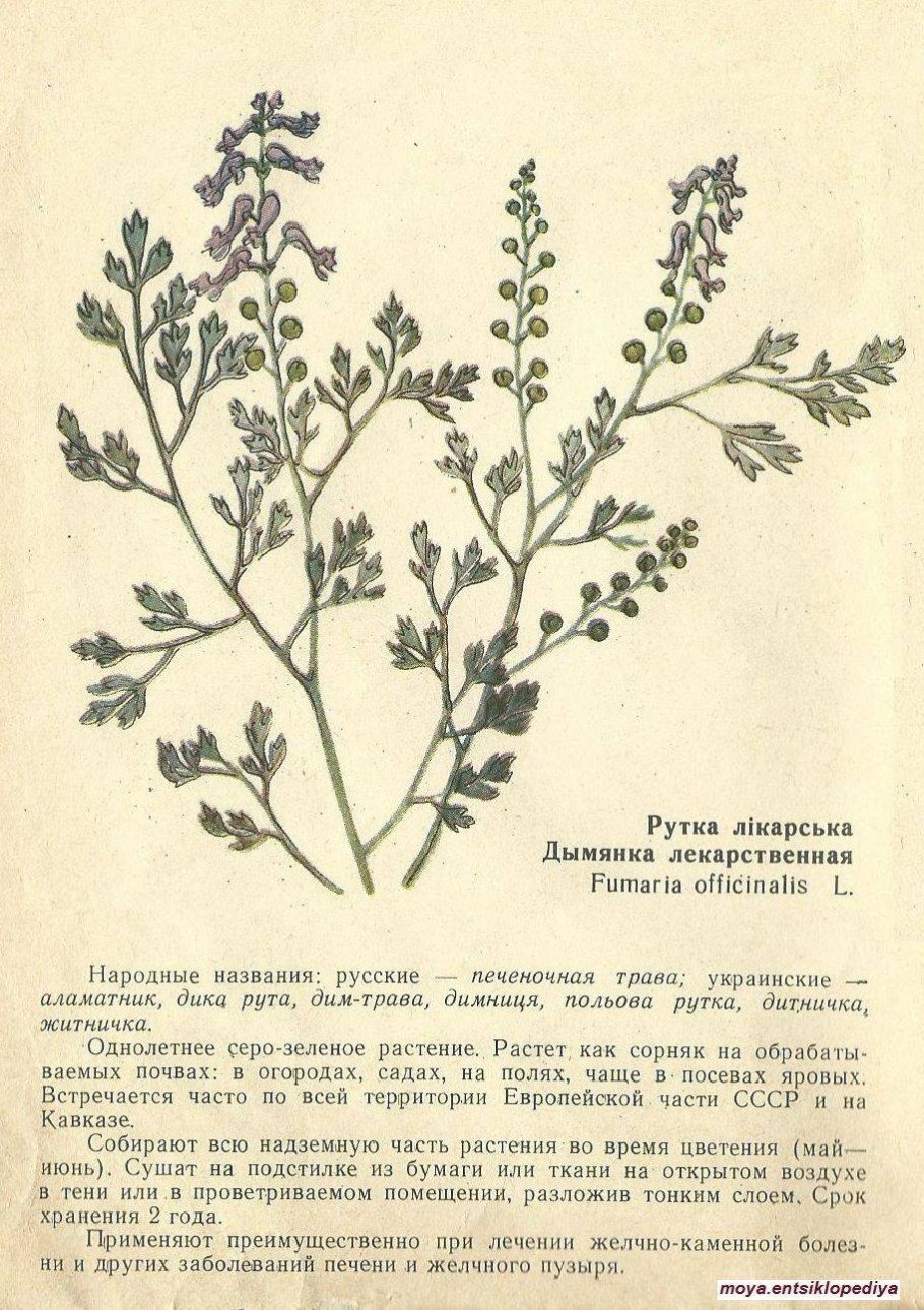 Мелиссы трава 50г Хорст