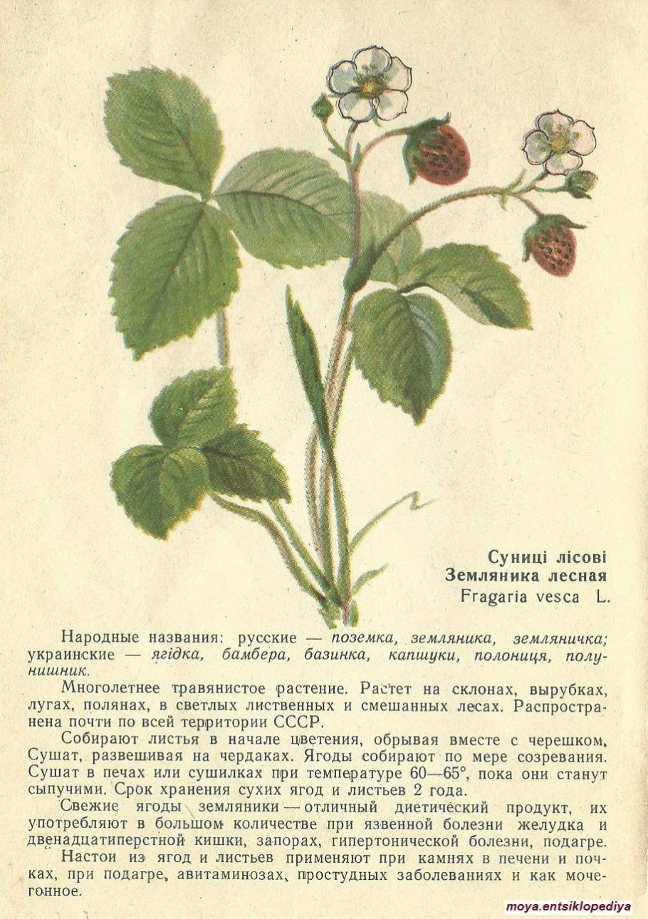 Перечная мята лекарственное растение описание