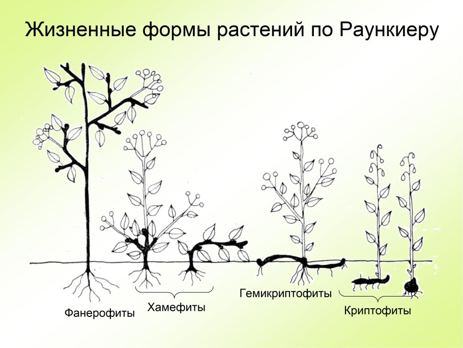 Классификация Раункиера