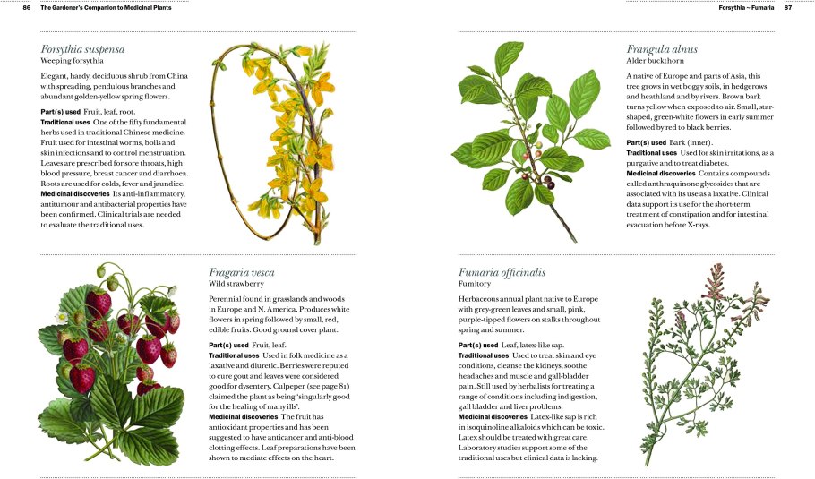 Мелисса лекарственная описание