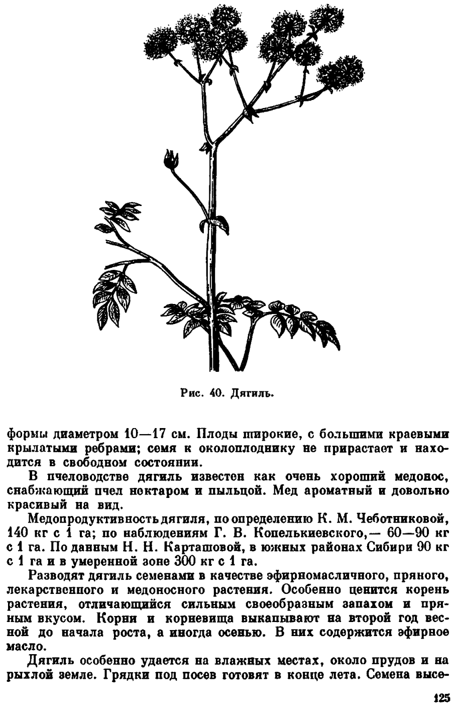 Семейство зонтичные соцветия