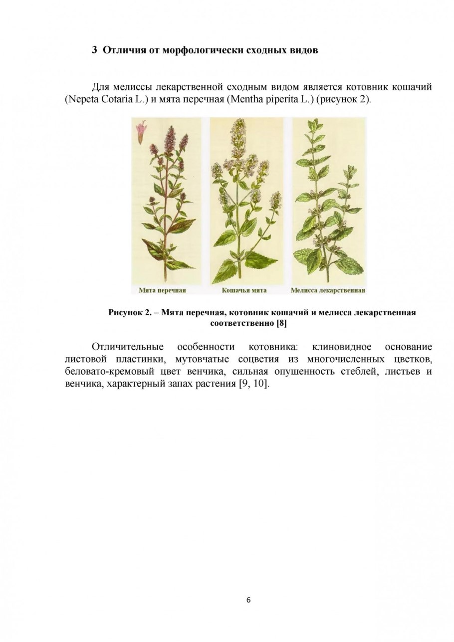 Боярышник однопестичный высота