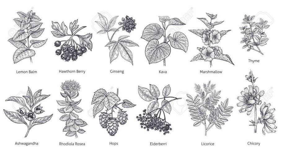 Лечебное растение Клевер