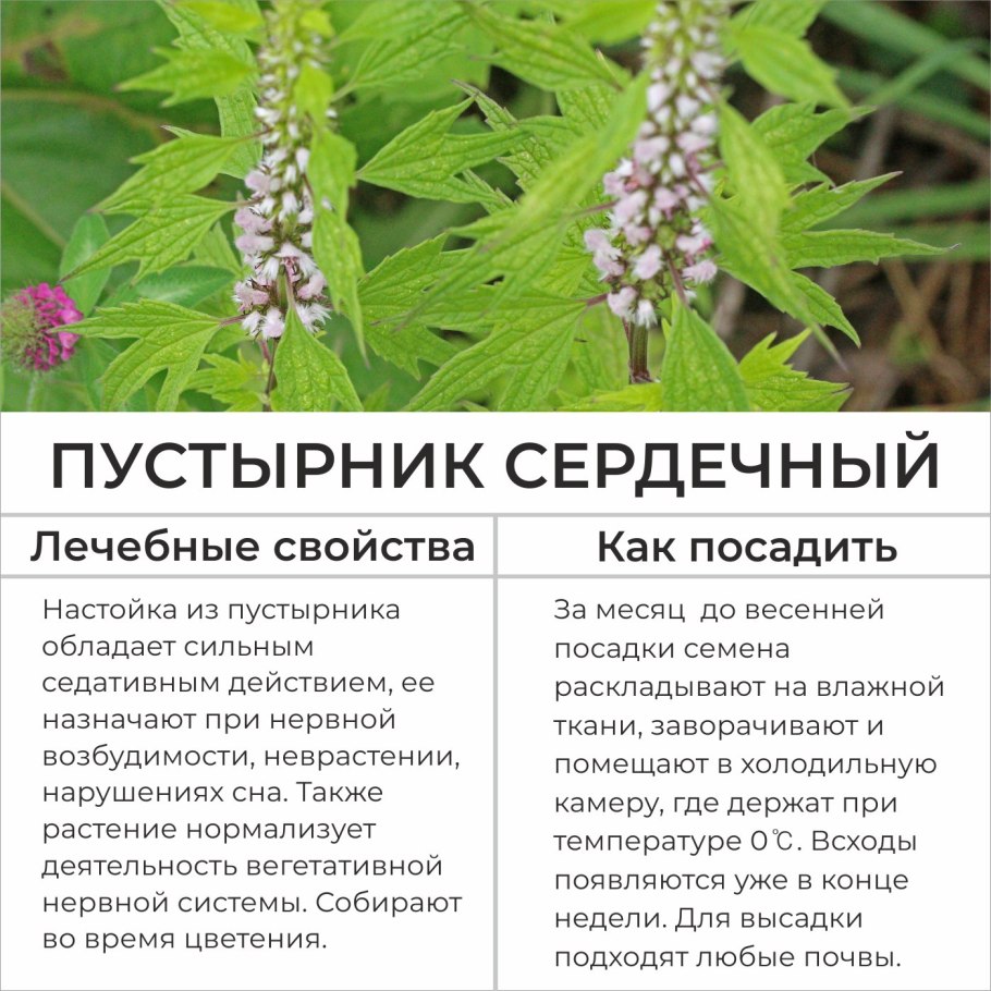 Схема цикла развития твердой головни пшеницы