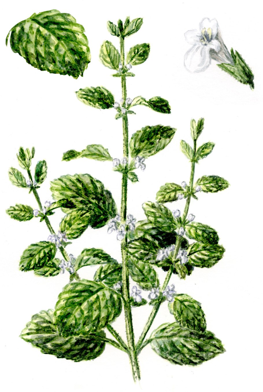 Мелисса лекарственная Горная