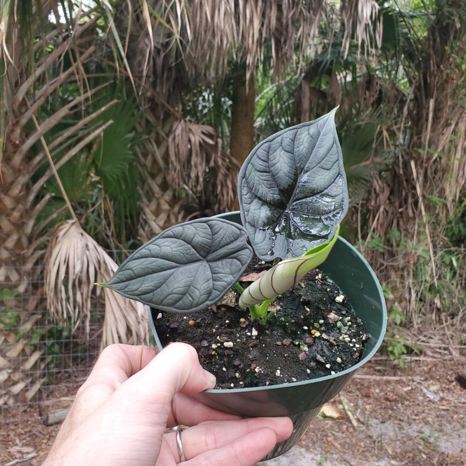 Алоказия Купрея