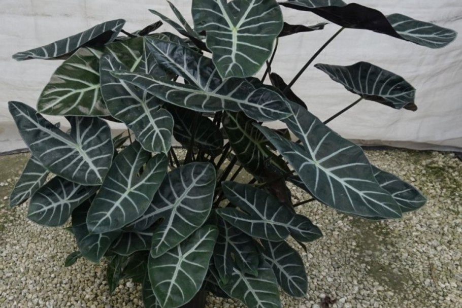 Алоказия Dragon Scale в интерьере