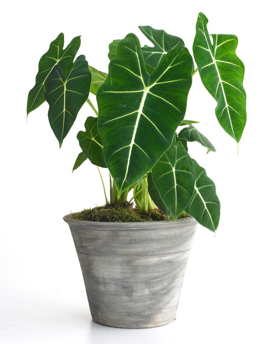 Алоказия бордовая