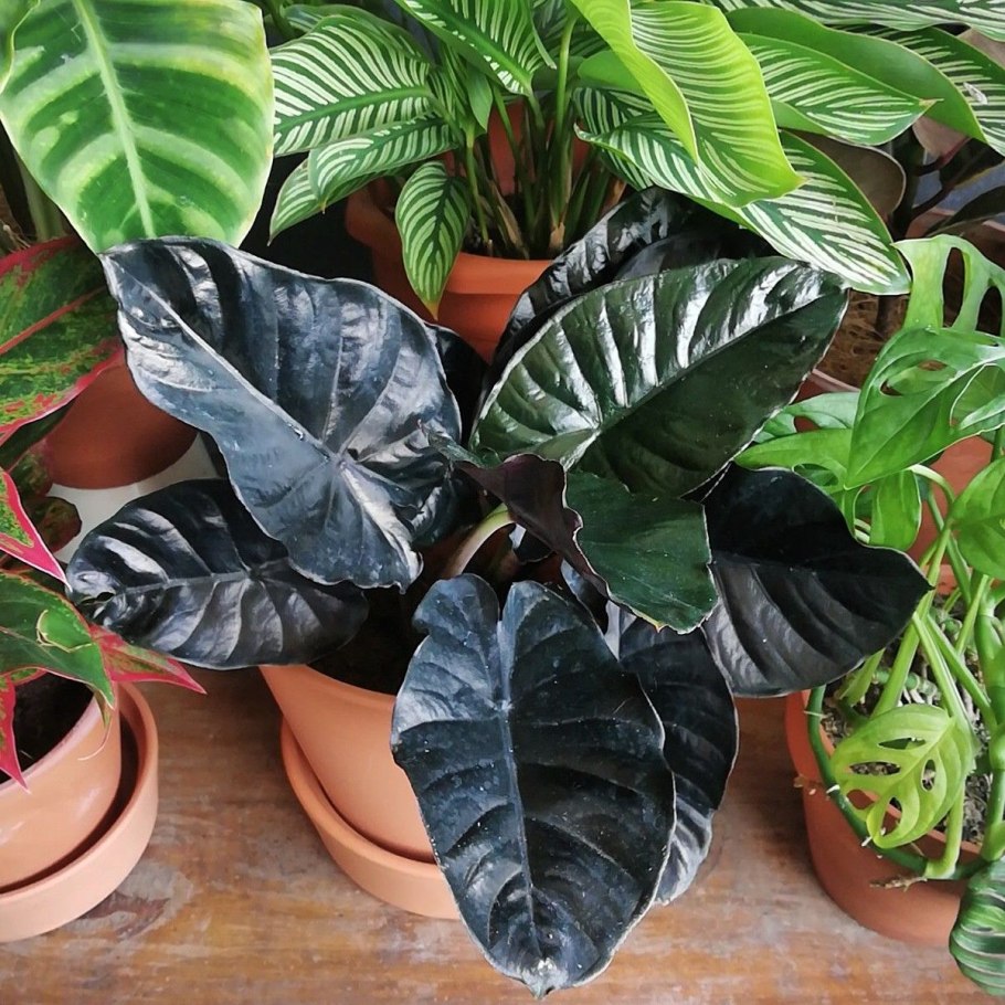 Алоказия brancifolia