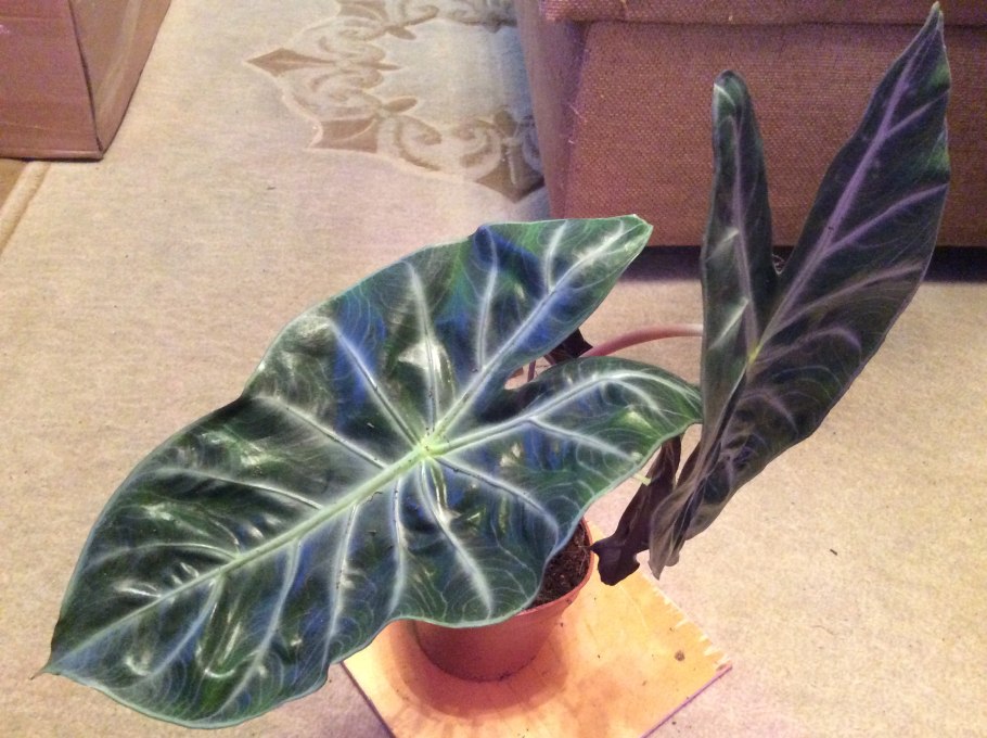 Alocasia Nairobi Nights/алоказия Найроби Найтс