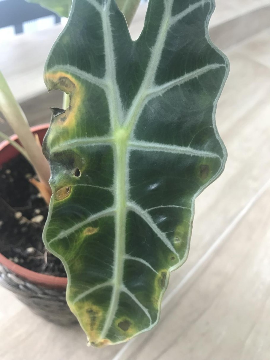 Алоказия плантс