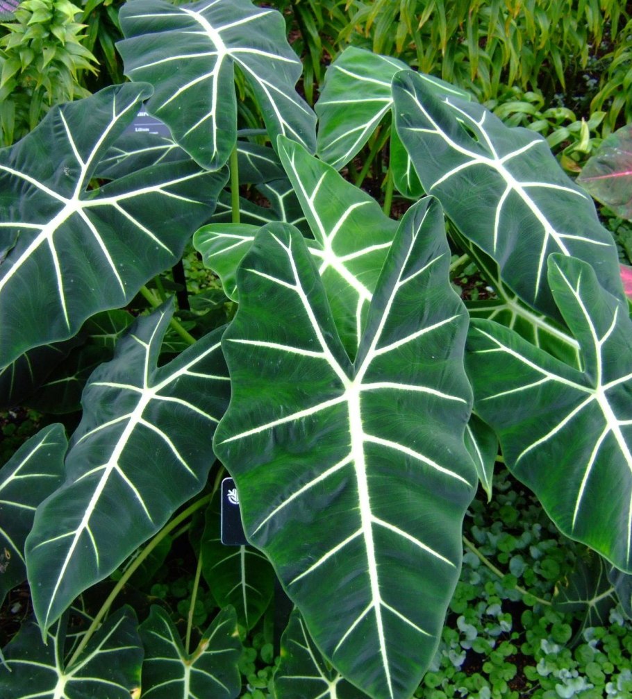 Алоказия Бамбино Арроу