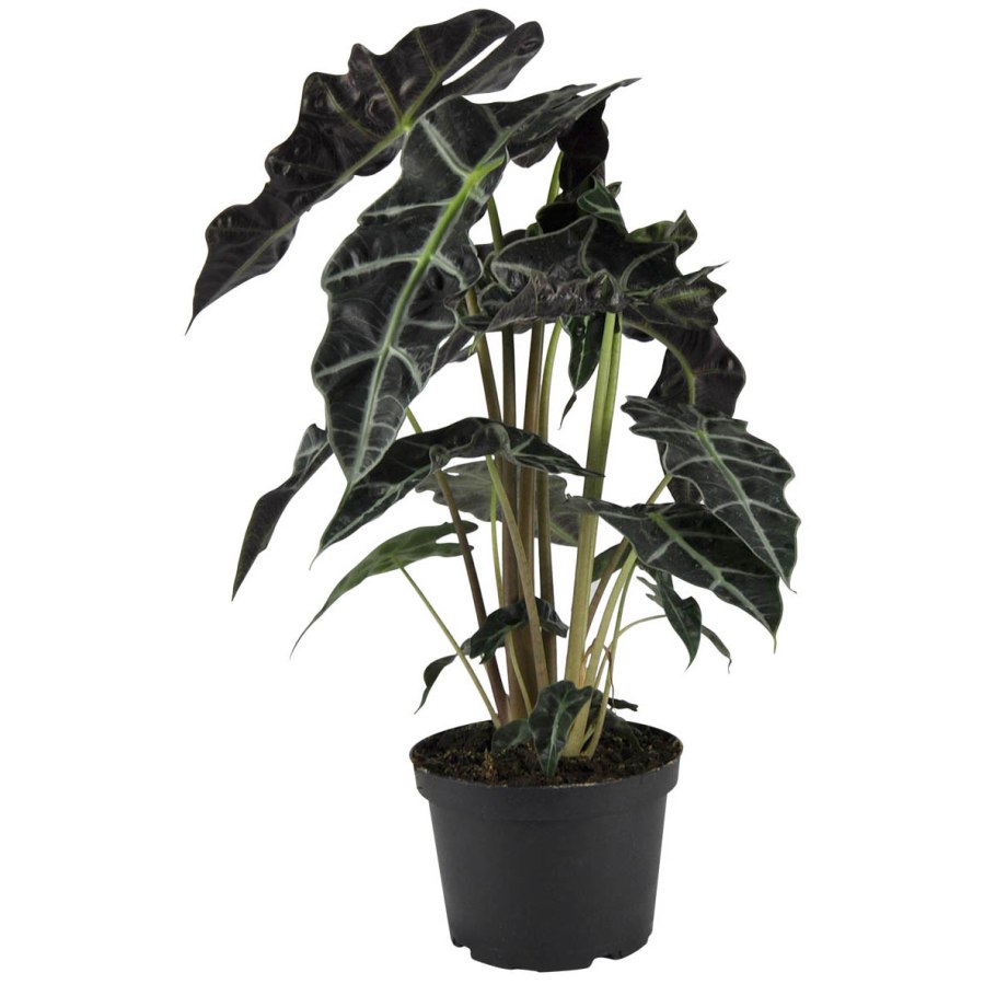 Алоказия Кобра