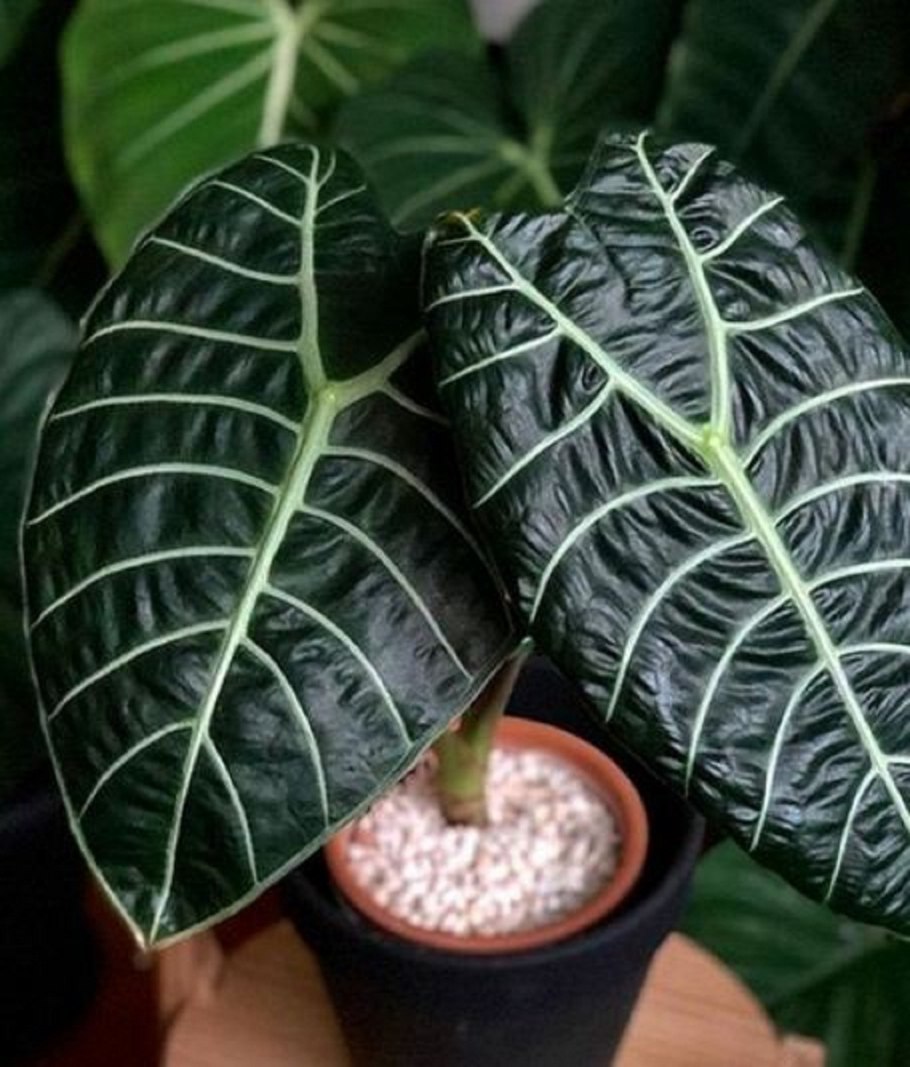 Алоказия Регал Шилдс