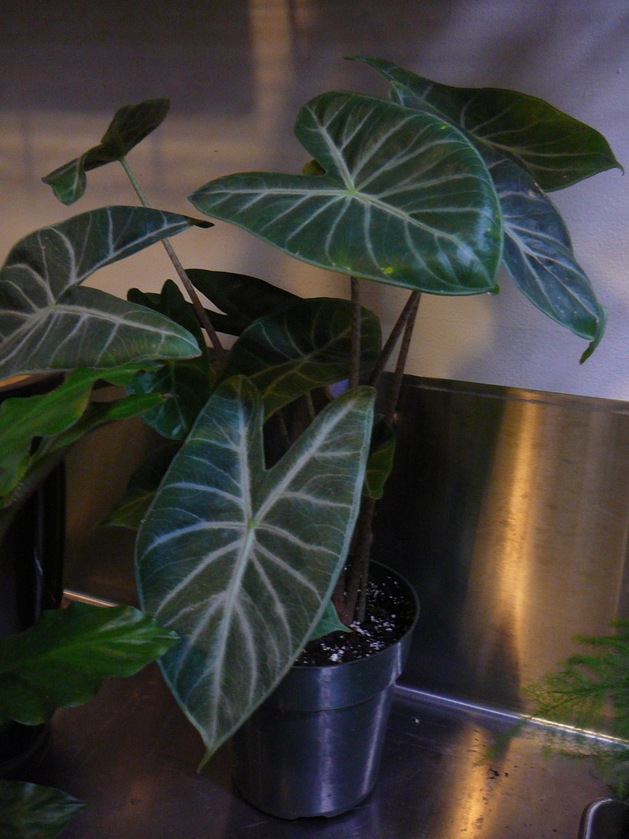 Алоказия синуата