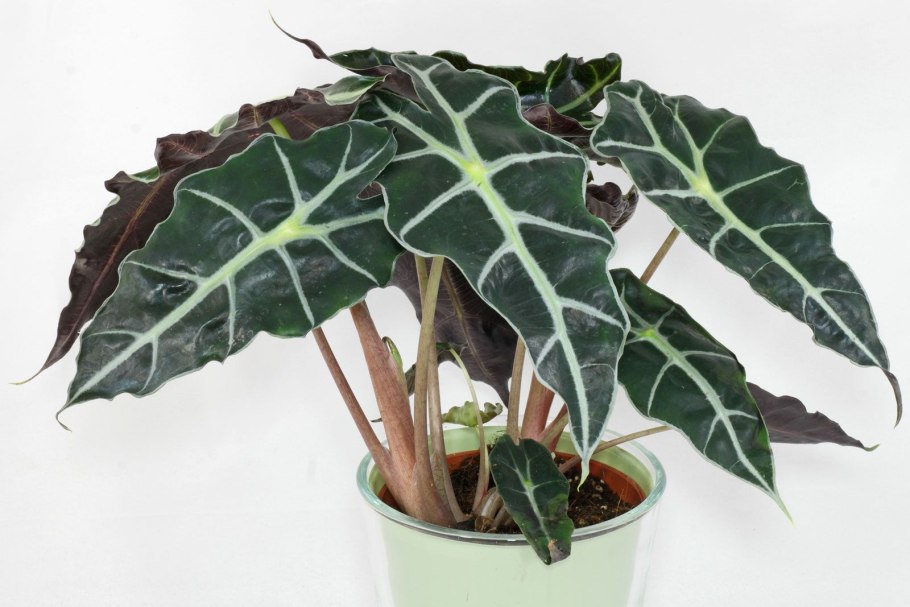 Алоказия сандера полли