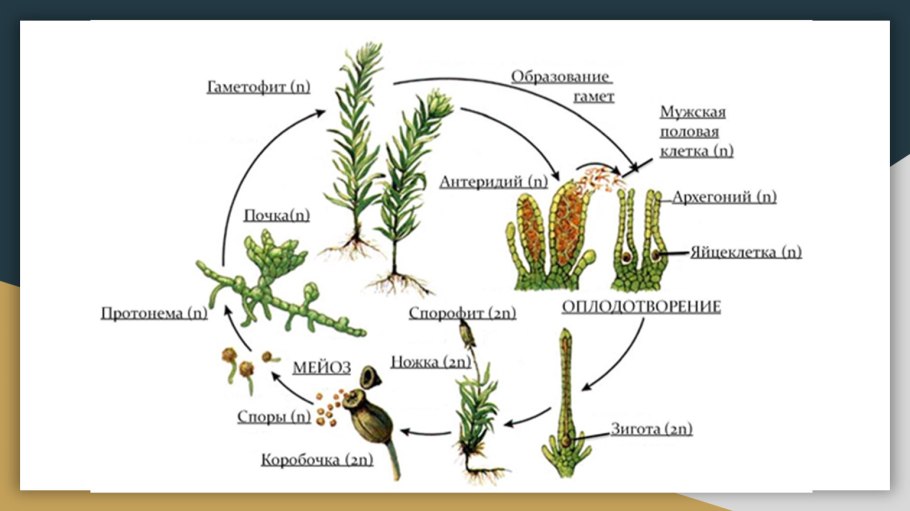 Цикл развития кукушкиного мха