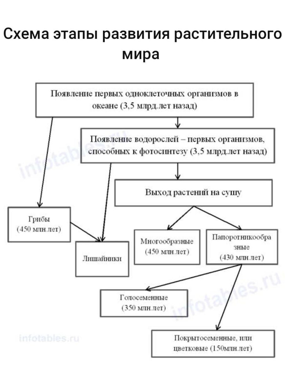 Циклы развития растений гаметофит спорофит