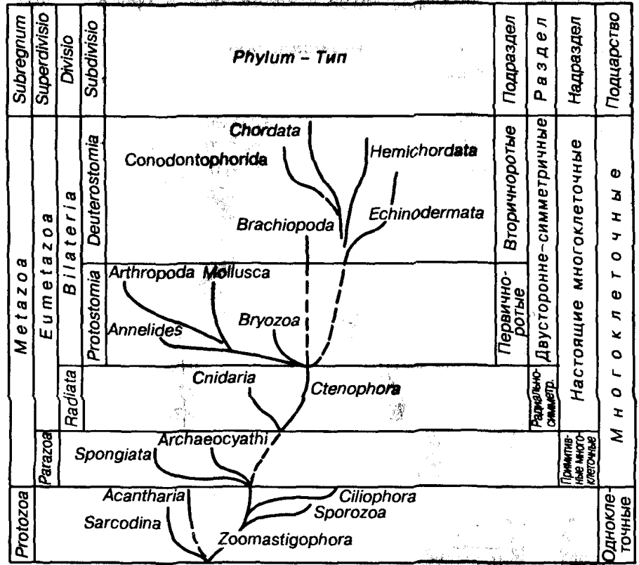 Анатомическое строение стебля плауна булавовидного