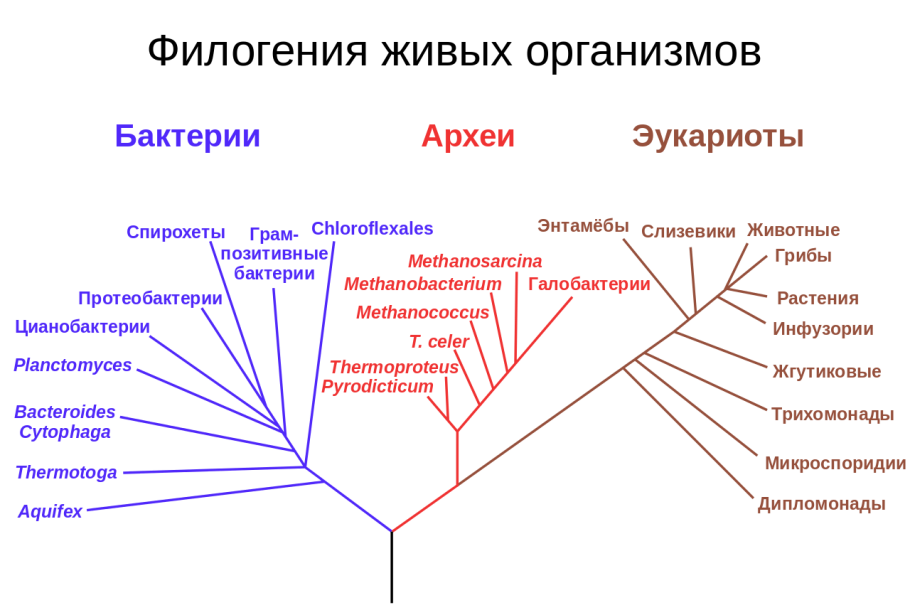 Царства растений таблица