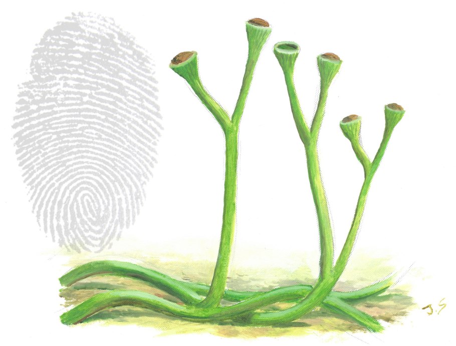 Классы отдела голосеменных растений