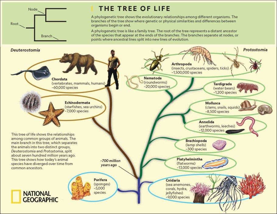 Размножение сосны обыкновенной схема