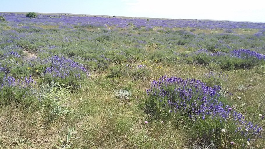 Тарханкутская степь Крым