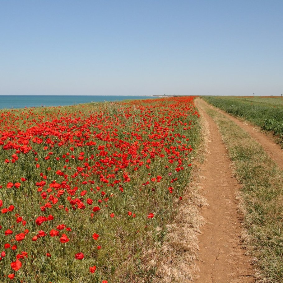 Травянистые растения степного Крыма