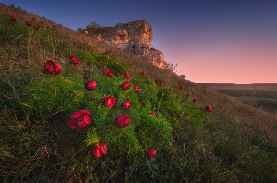Разнотравные степи Крыма