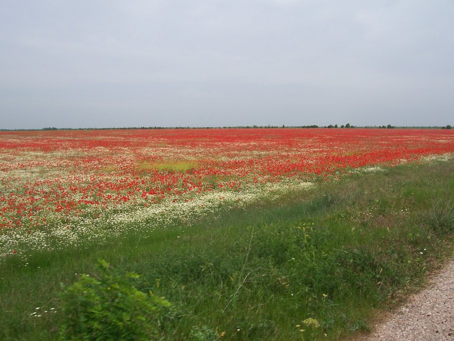 Мыс Опук Дикие тюльпаны