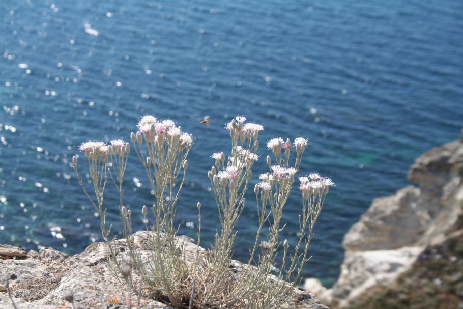 Растительность степного Крыма