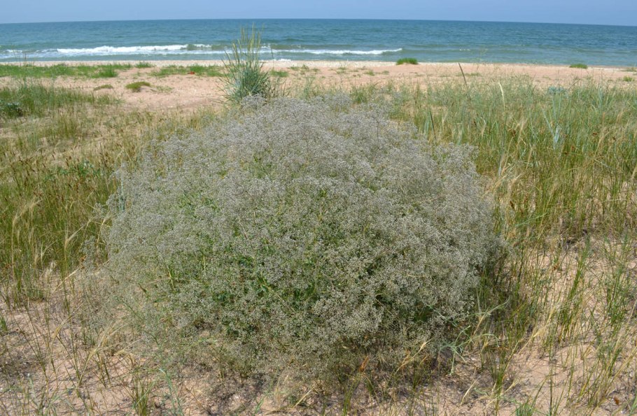 Севастополь сапун гора маки