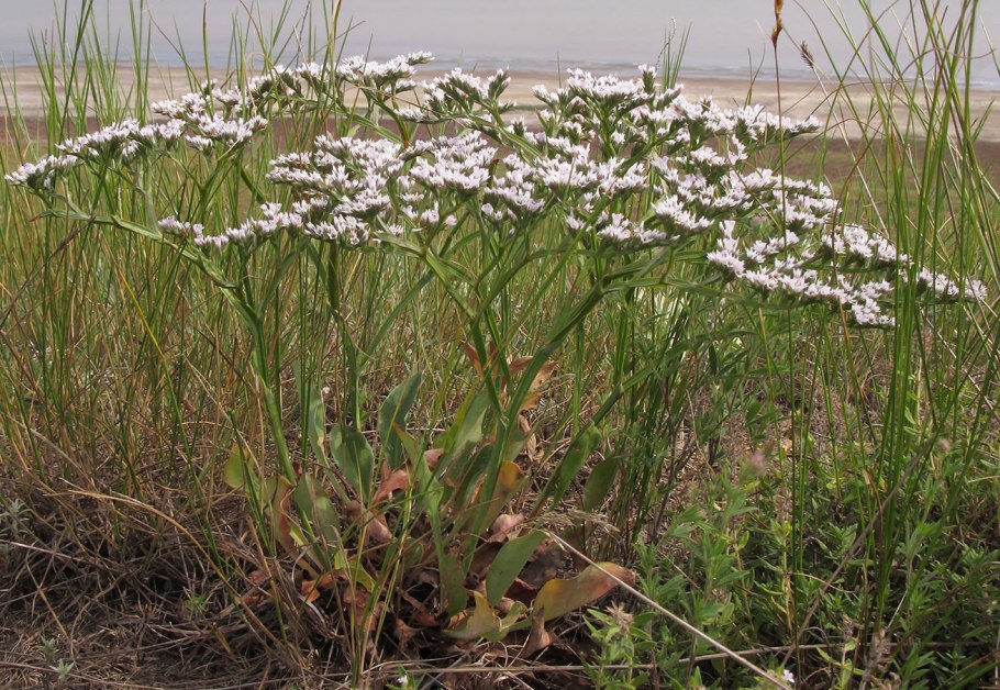 Северо Крымская равнина