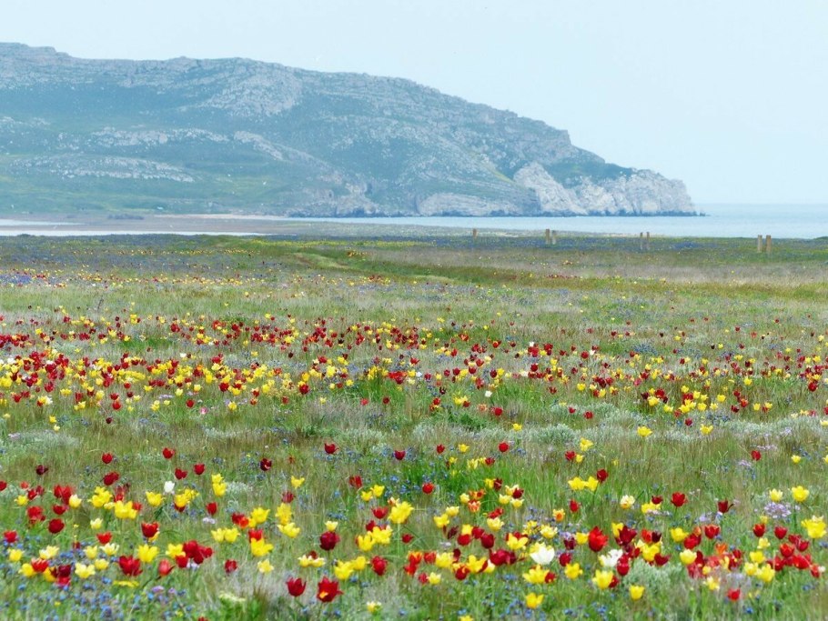 Мыс Тарханкут Маковое поле Крым