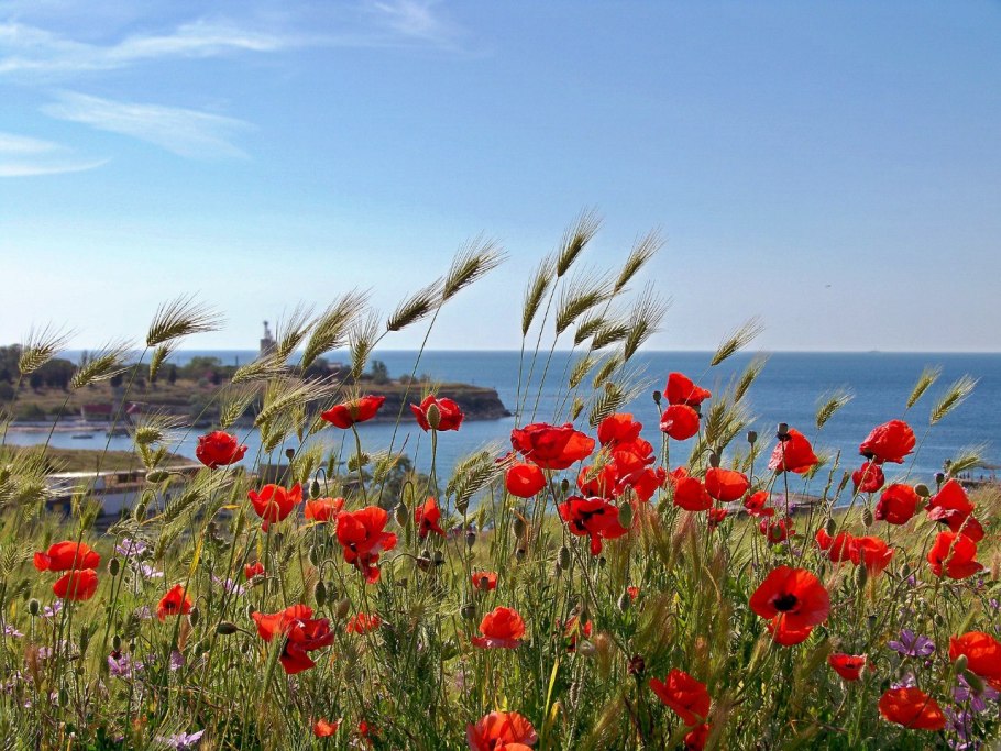 Тургеневка Крым Маковое поле