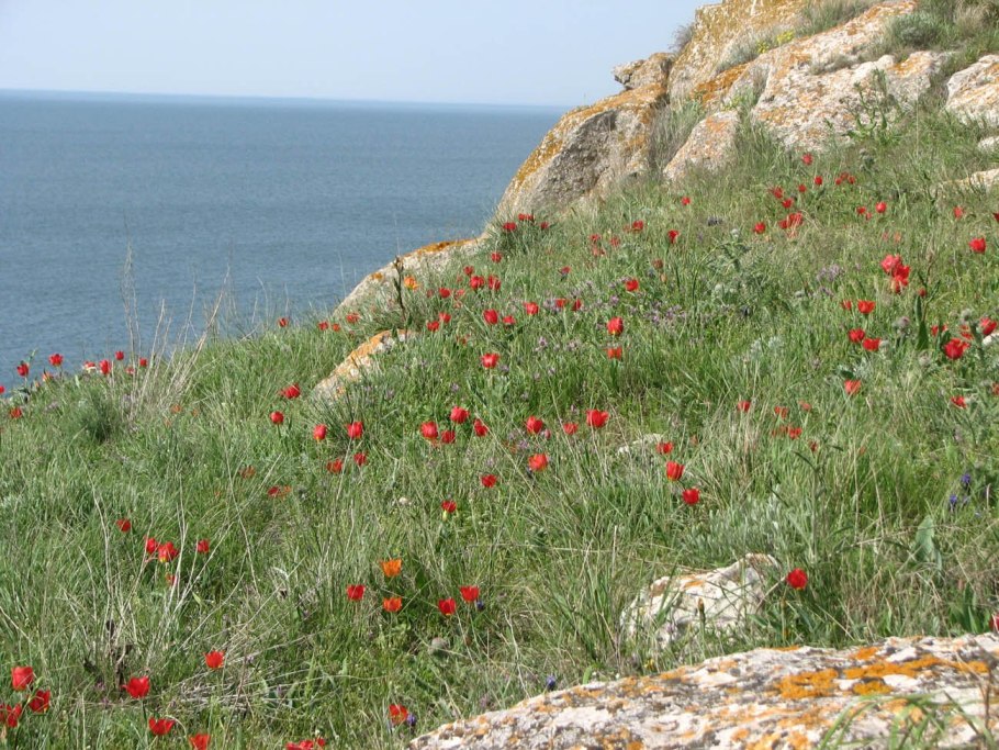 Байдарская Долина цветы