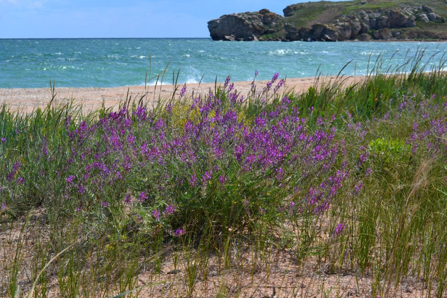 Степные растения Тарханкута