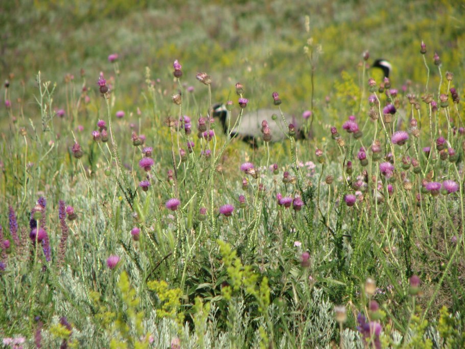 Крымские озёра в равнинном Крыму