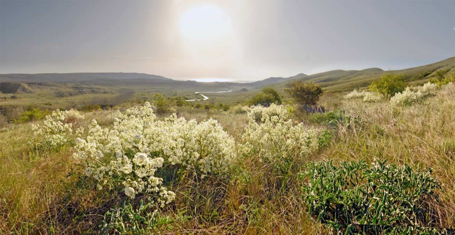 Гониолимон Степной