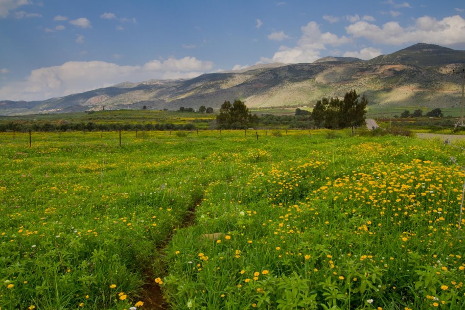 Растительность степного Крыма