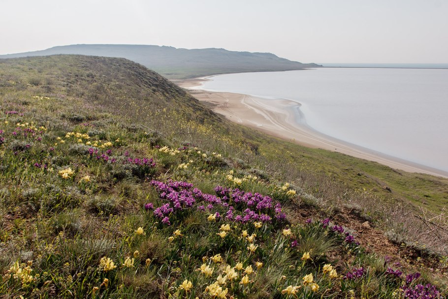 Маковое поле Крым Бахчисарай