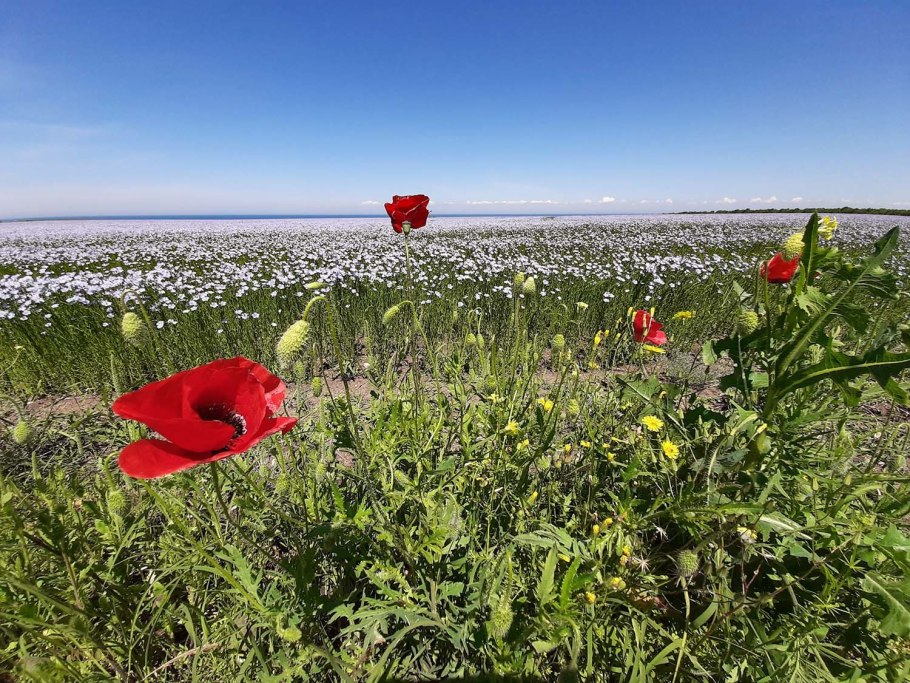 Степные растения Тарханкута